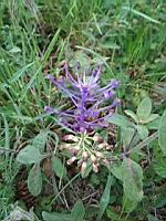 Muscari a toupet - Leopoldia comosa (1)